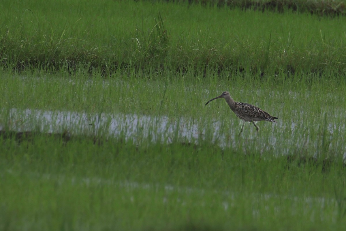 Eurasian Curlew - ML642099599