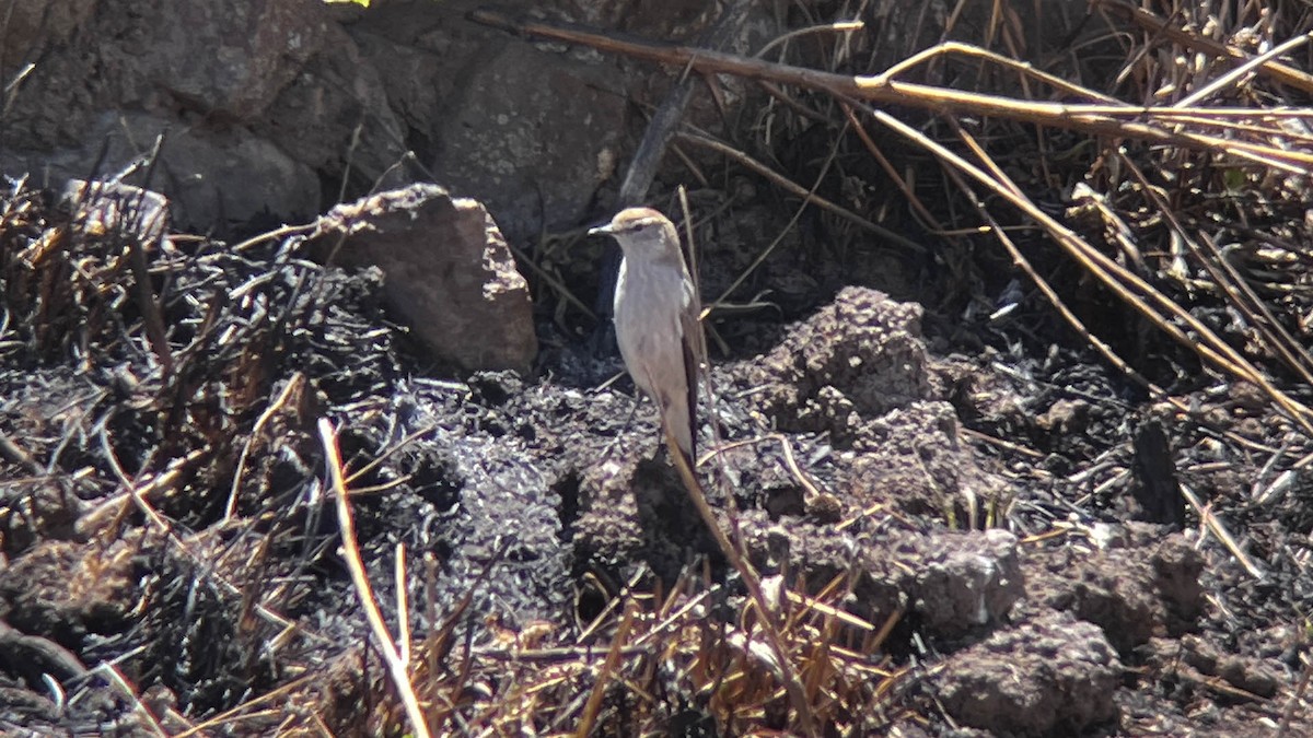 White-browed Ground-Tyrant - ML642099635