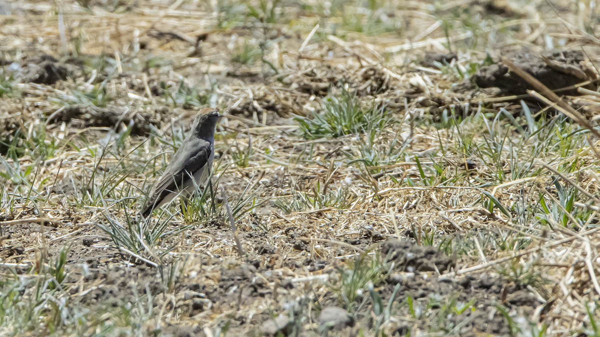 White-browed Ground-Tyrant - ML642099636