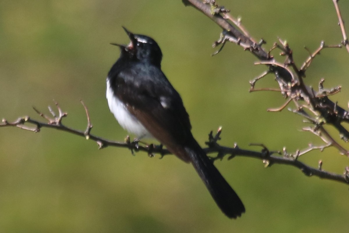 Willie-wagtail - ML642099638
