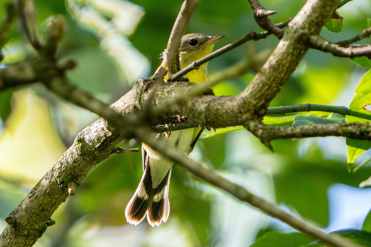Magnolia Warbler - ML642099646