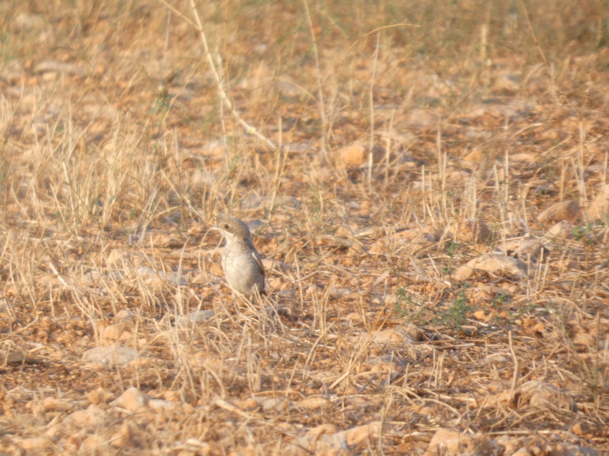 Woodchat Shrike - ML642099647