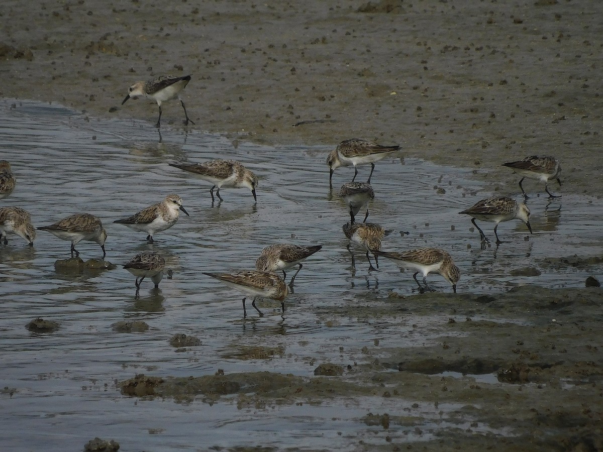 Red-necked Stint - ML642099648