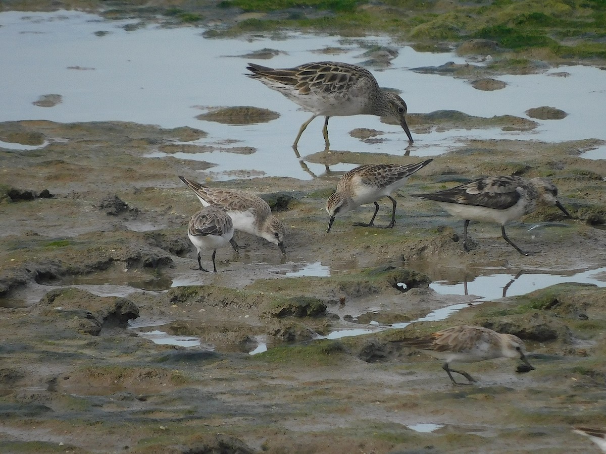 Red-necked Stint - ML642099649