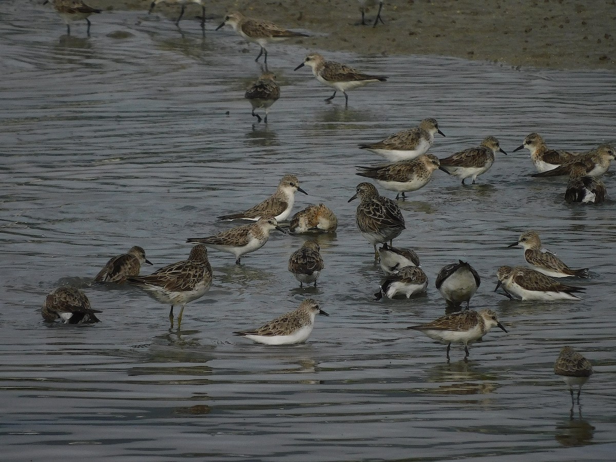 Red-necked Stint - ML642099650