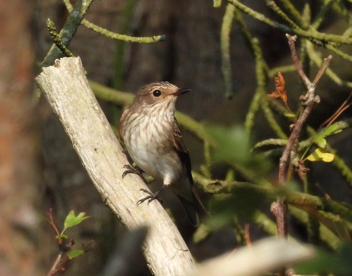 Spotted Flycatcher - ML642099651