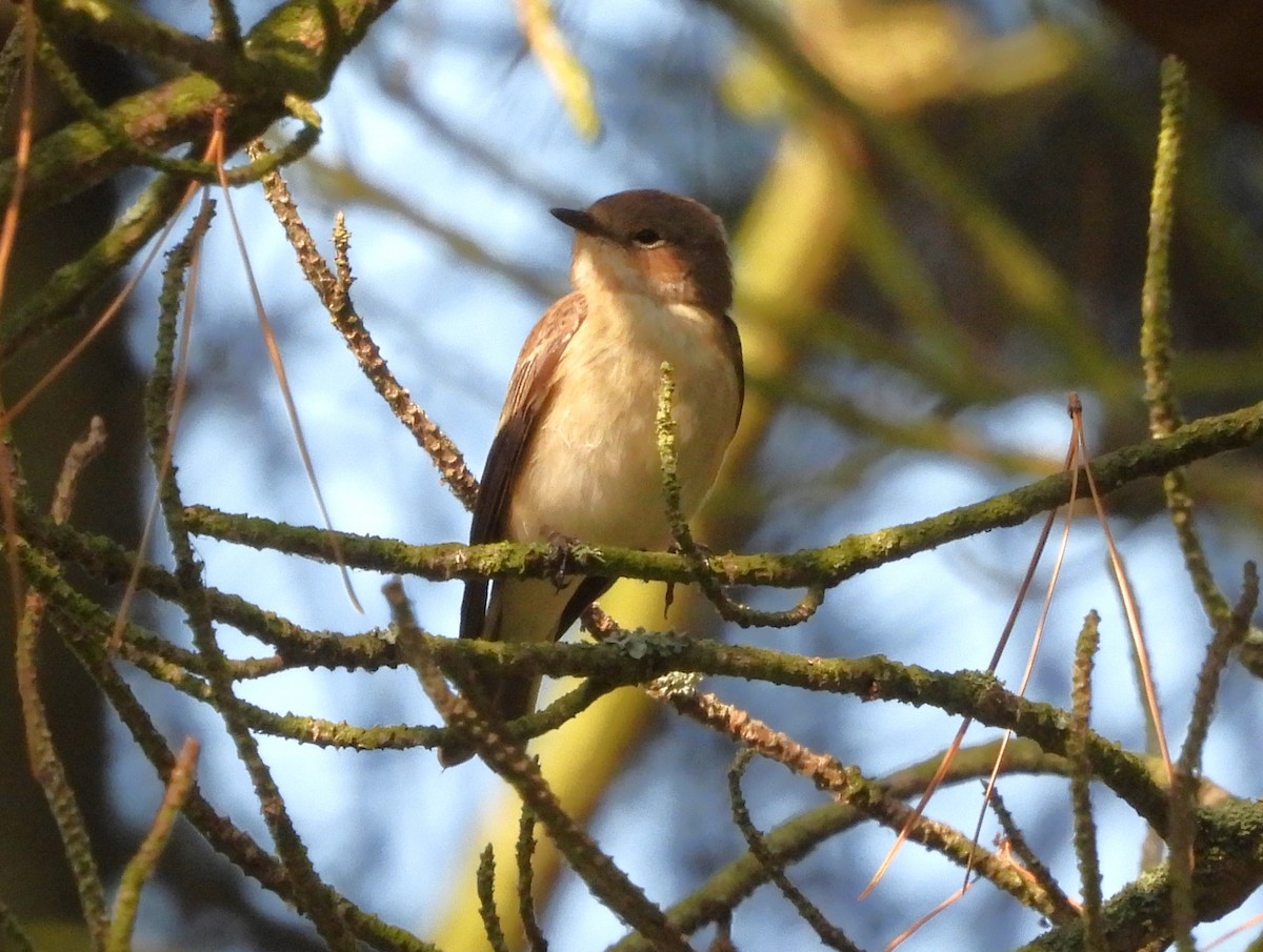 European Pied Flycatcher - ML642099653