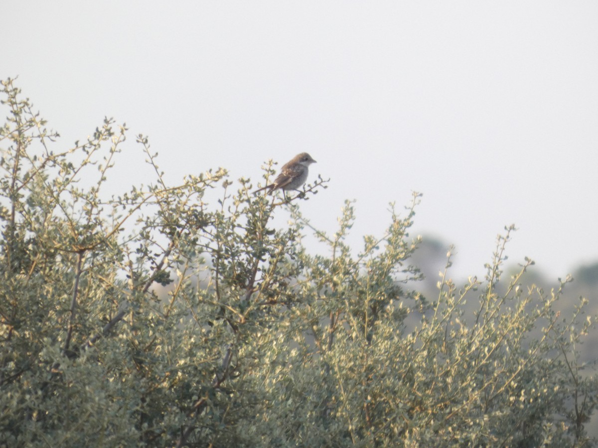 Woodchat Shrike - ML642099659