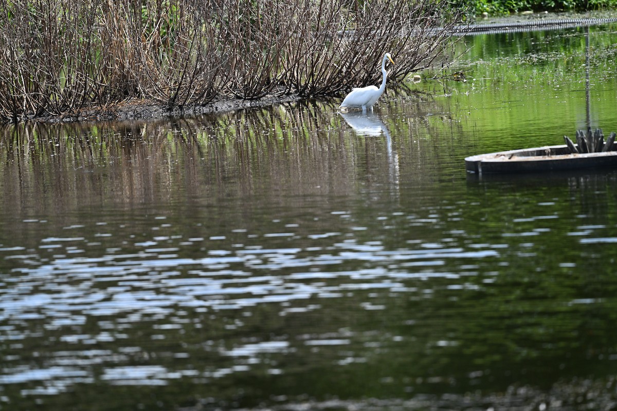Great Egret - ML642099660