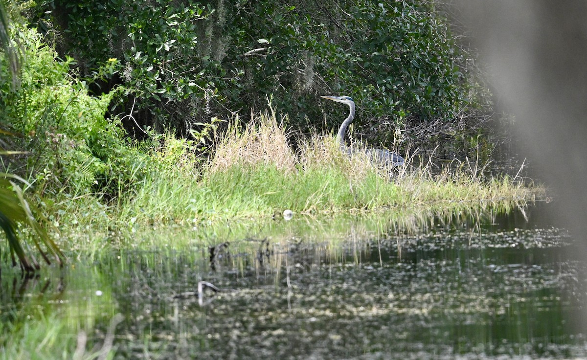 Great Blue Heron - ML642099663