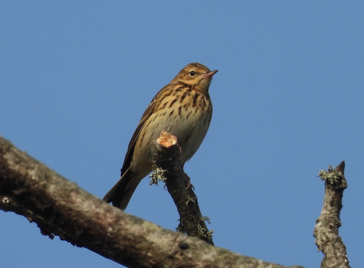 Tree Pipit - ML642099664