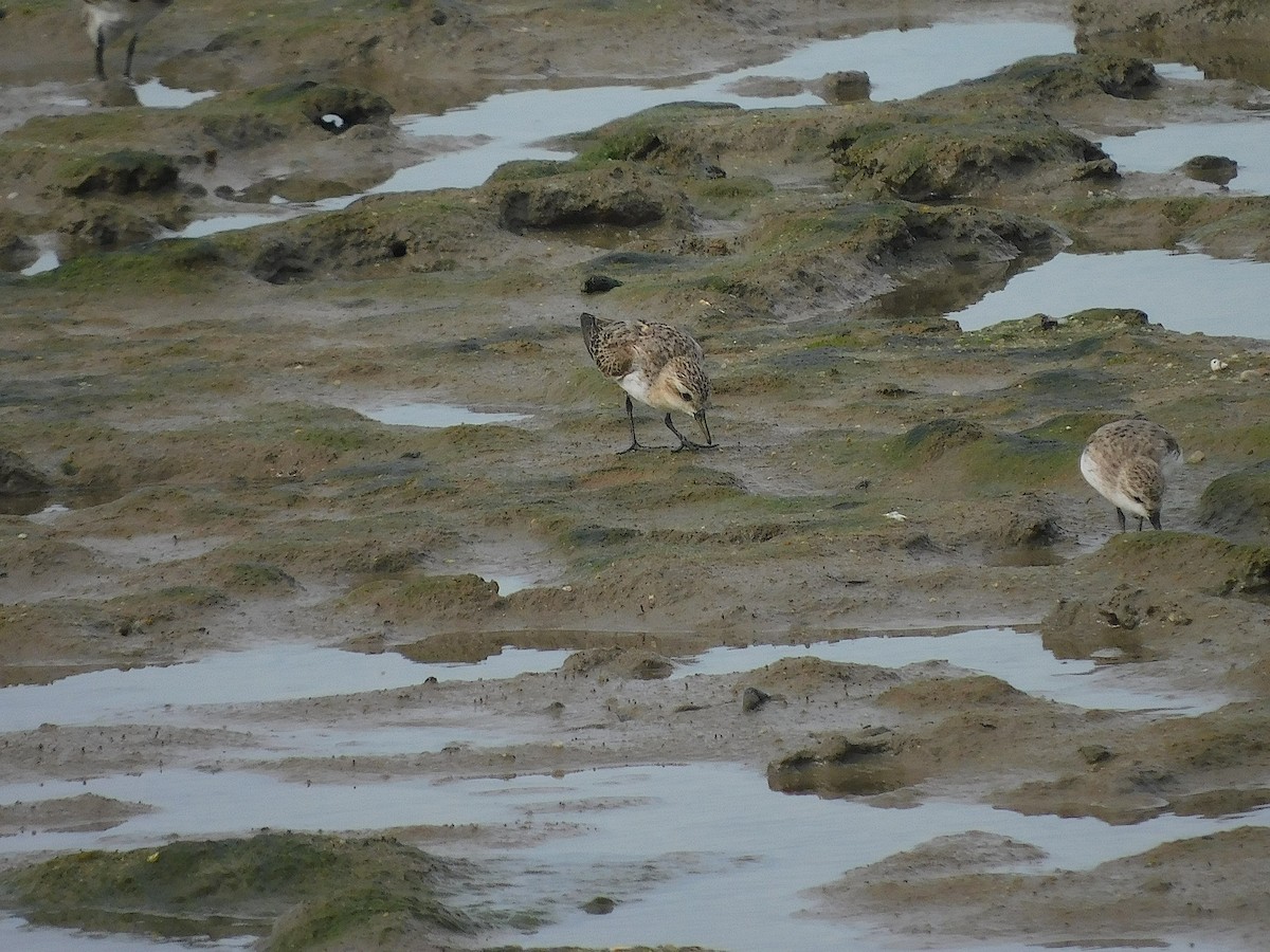 Red-necked Stint - ML642099665