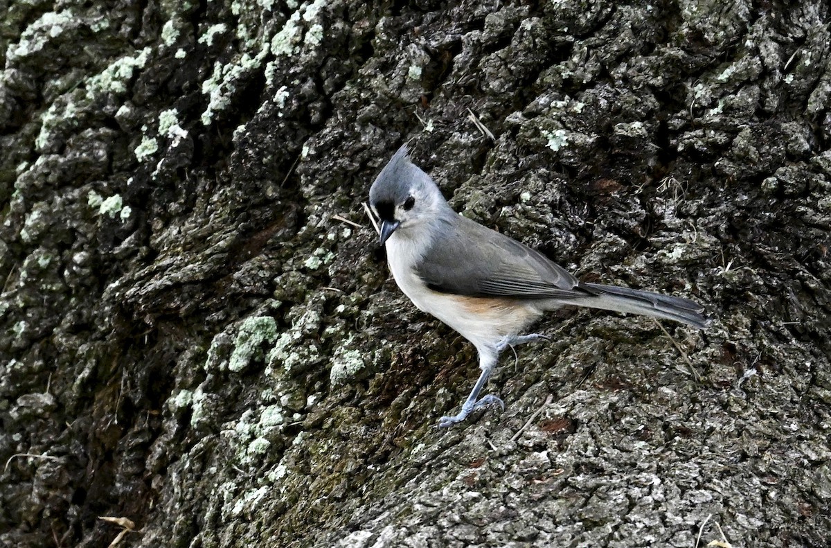 Tufted Titmouse - ML642099666