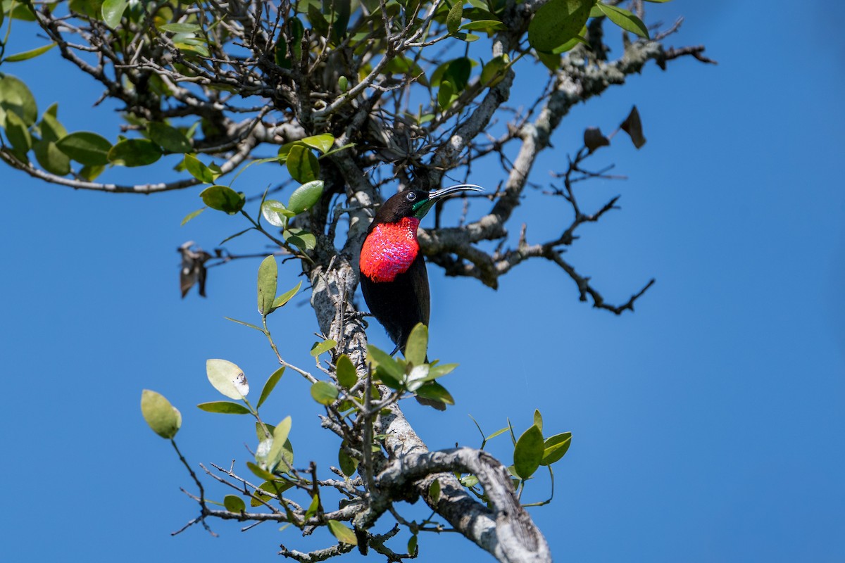 Scarlet-chested Sunbird - ML642099667