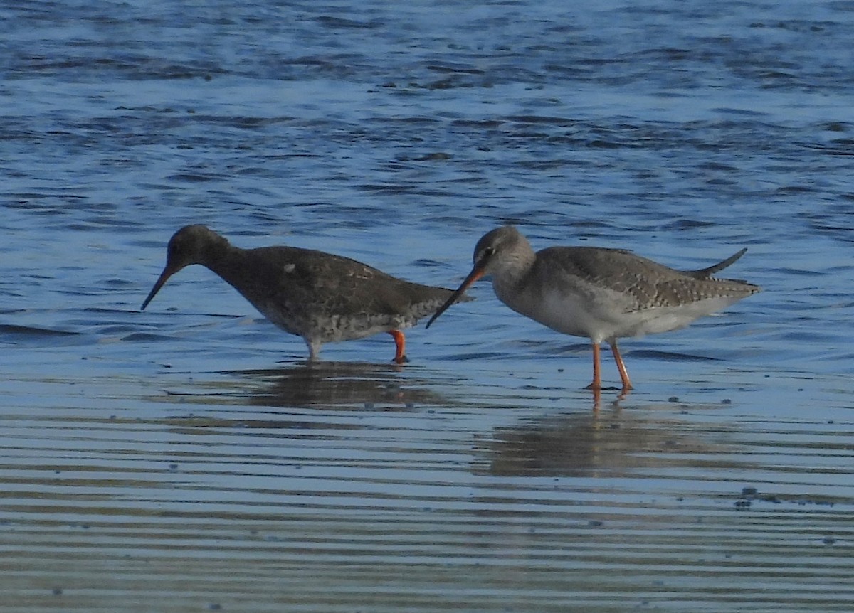 Spotted Redshank - ML642099678