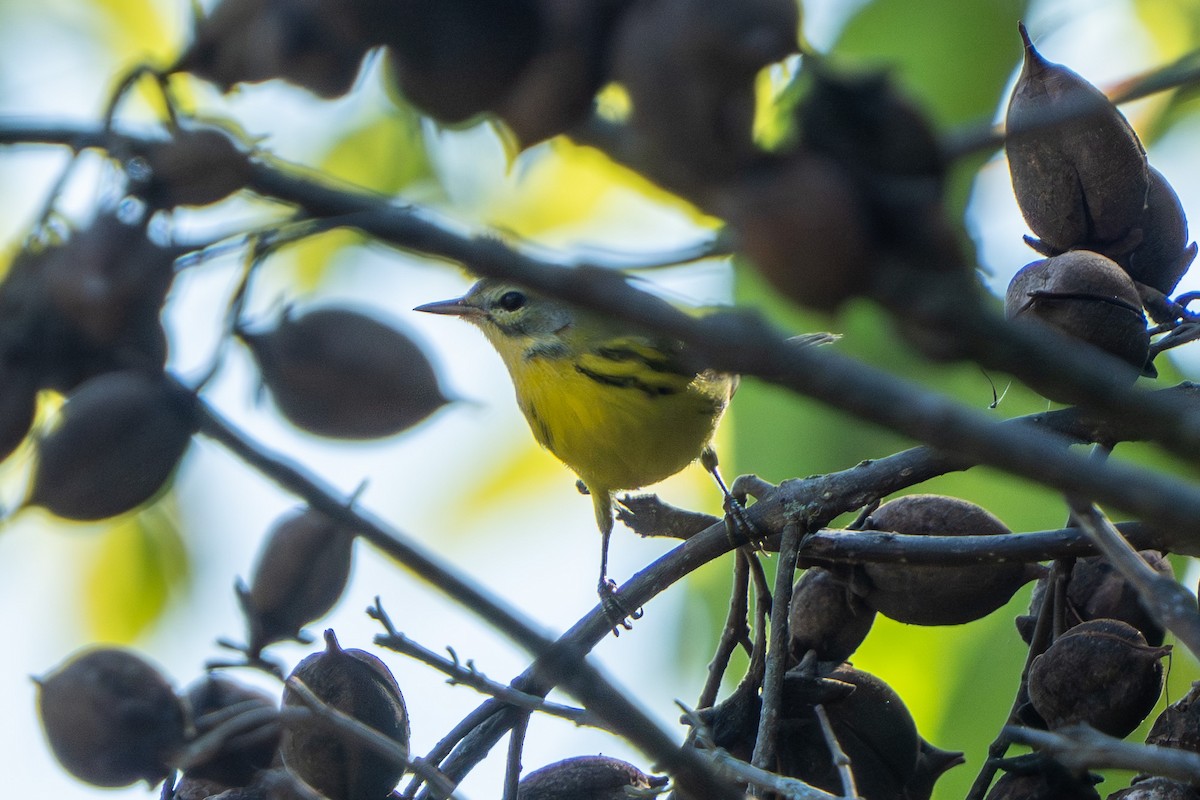 Prairie Warbler - ML642099679