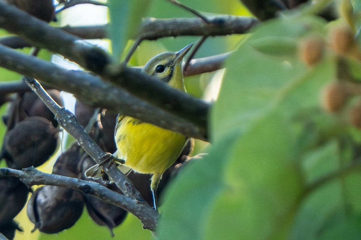 Prairie Warbler - ML642099680