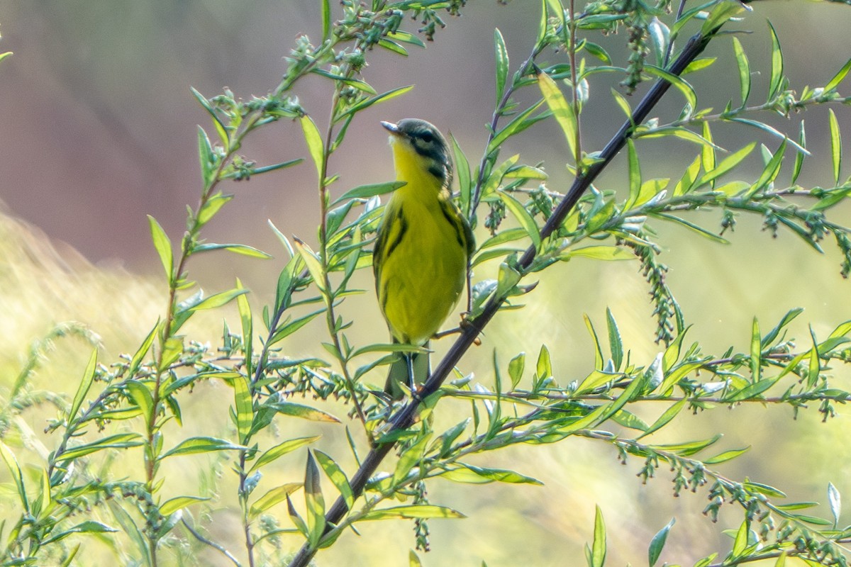 Prairie Warbler - ML642099681