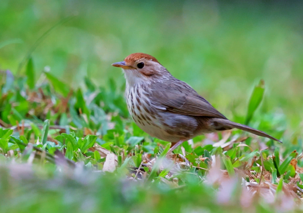Puff-throated Babbler - ML642099683