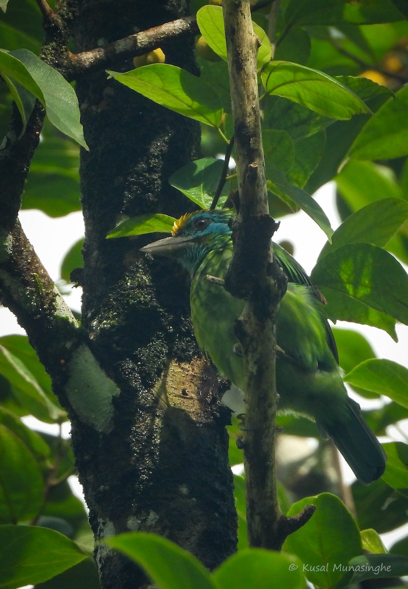 Yellow-fronted Barbet - ML642099687