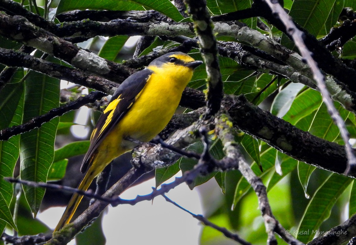Orange Minivet - ML642099688