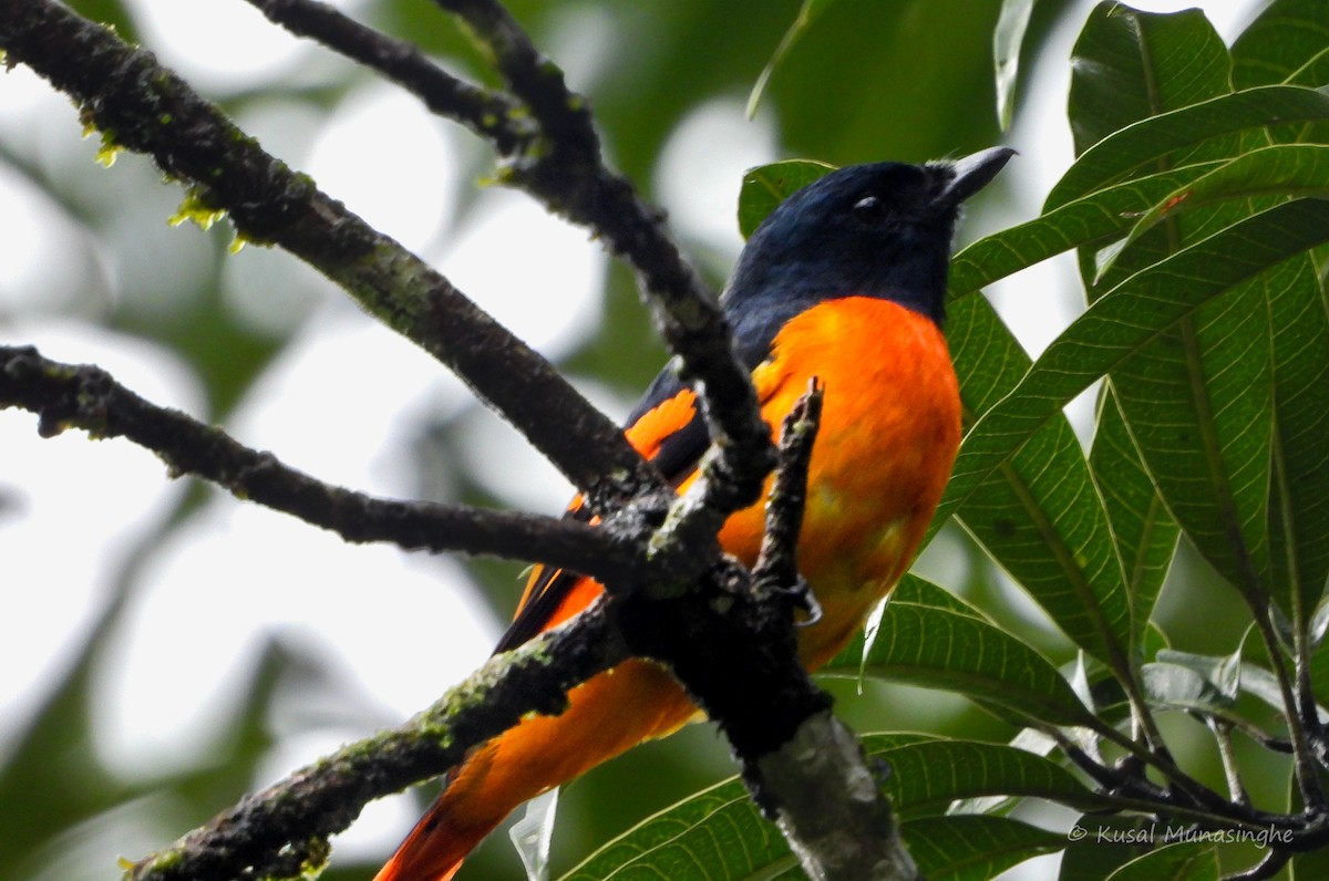 Orange Minivet - ML642099689