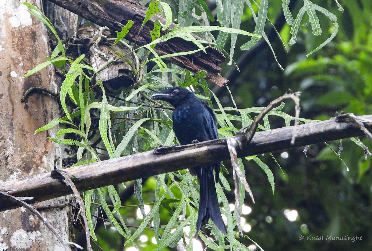 Sri Lanka Drongo - ML642099691