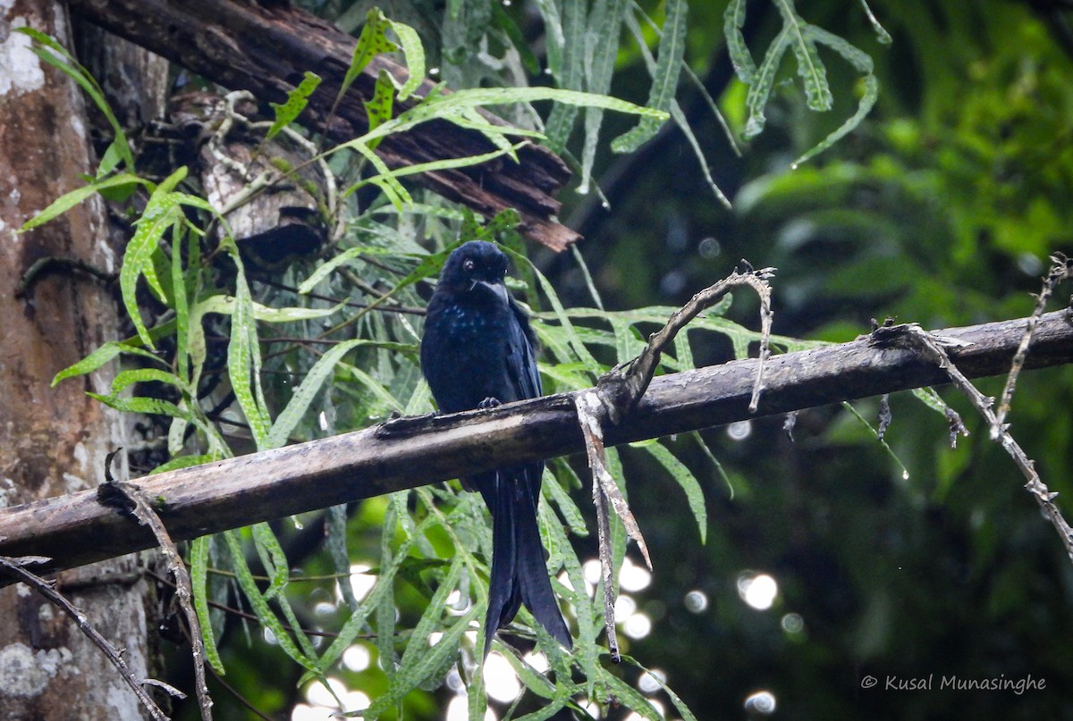 Sri Lanka Drongo - ML642099692