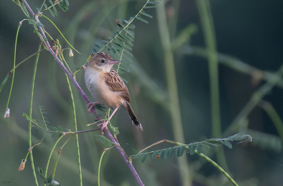 Zitting Cisticola - ML642099707
