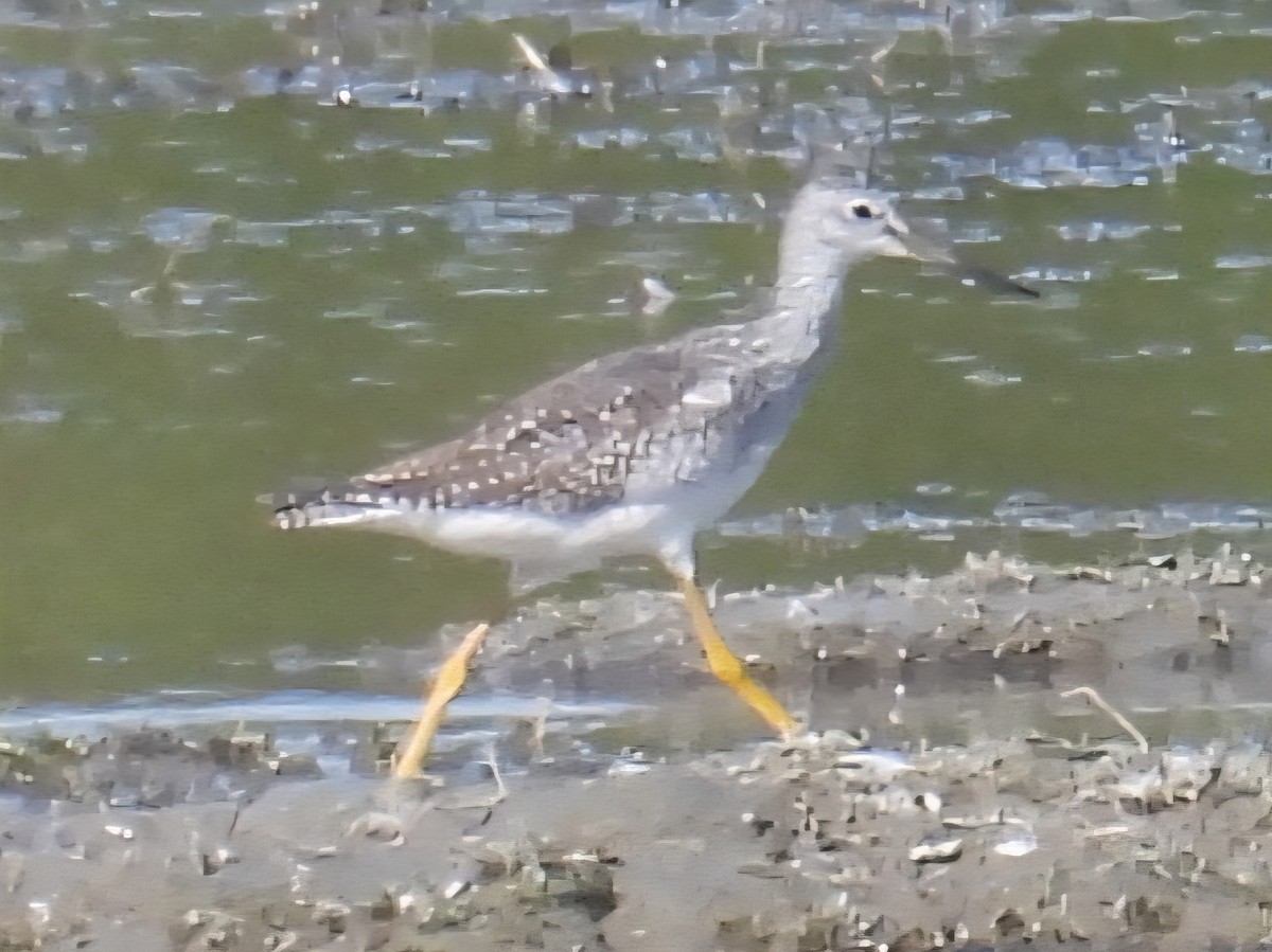 Greater Yellowlegs - ML642099708