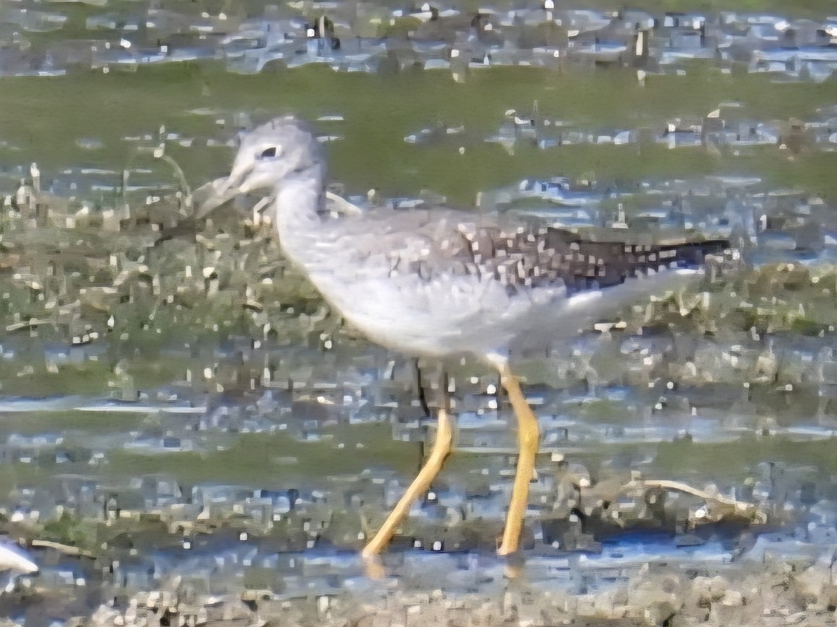 Greater Yellowlegs - ML642099711