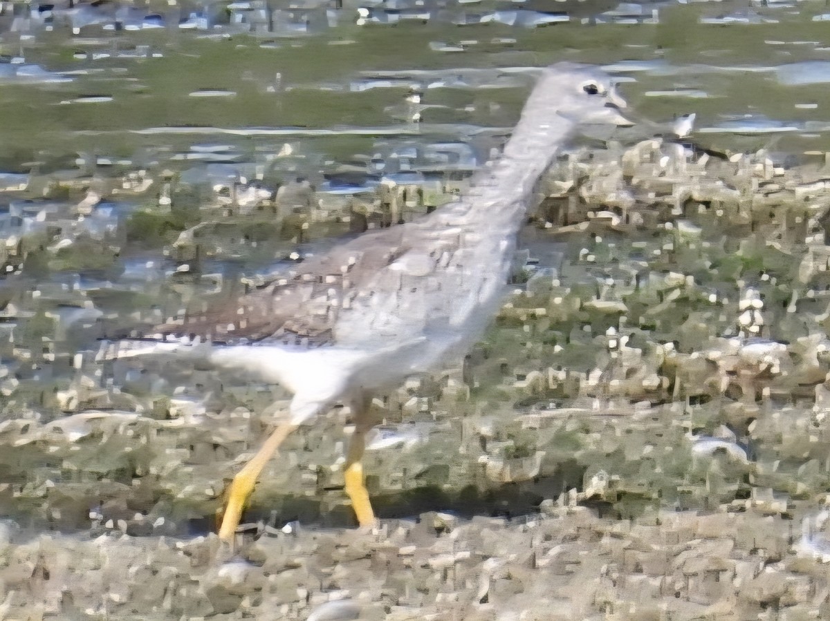 Greater Yellowlegs - ML642099713