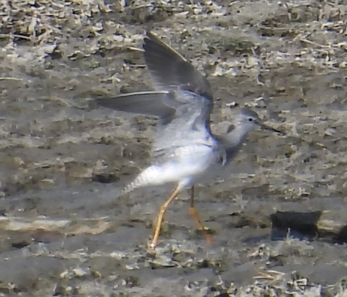 Greater Yellowlegs - ML642099714