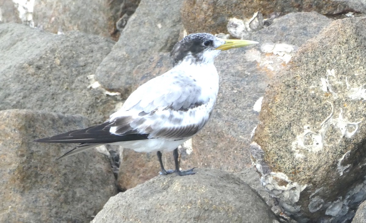 Great Crested Tern - ML642099719