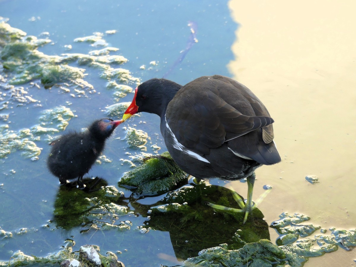 Gallinule poule-d'eau - ML642099720