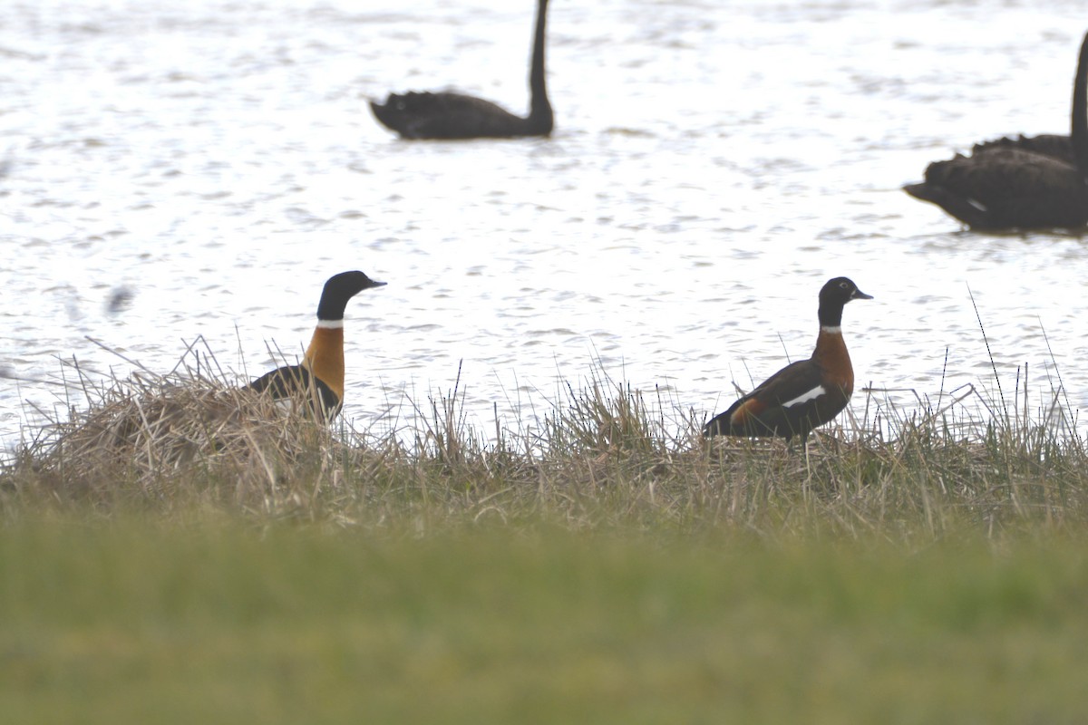 Australian Shelduck - ML642099725