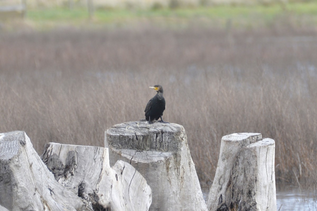 Great Cormorant - ML642099729
