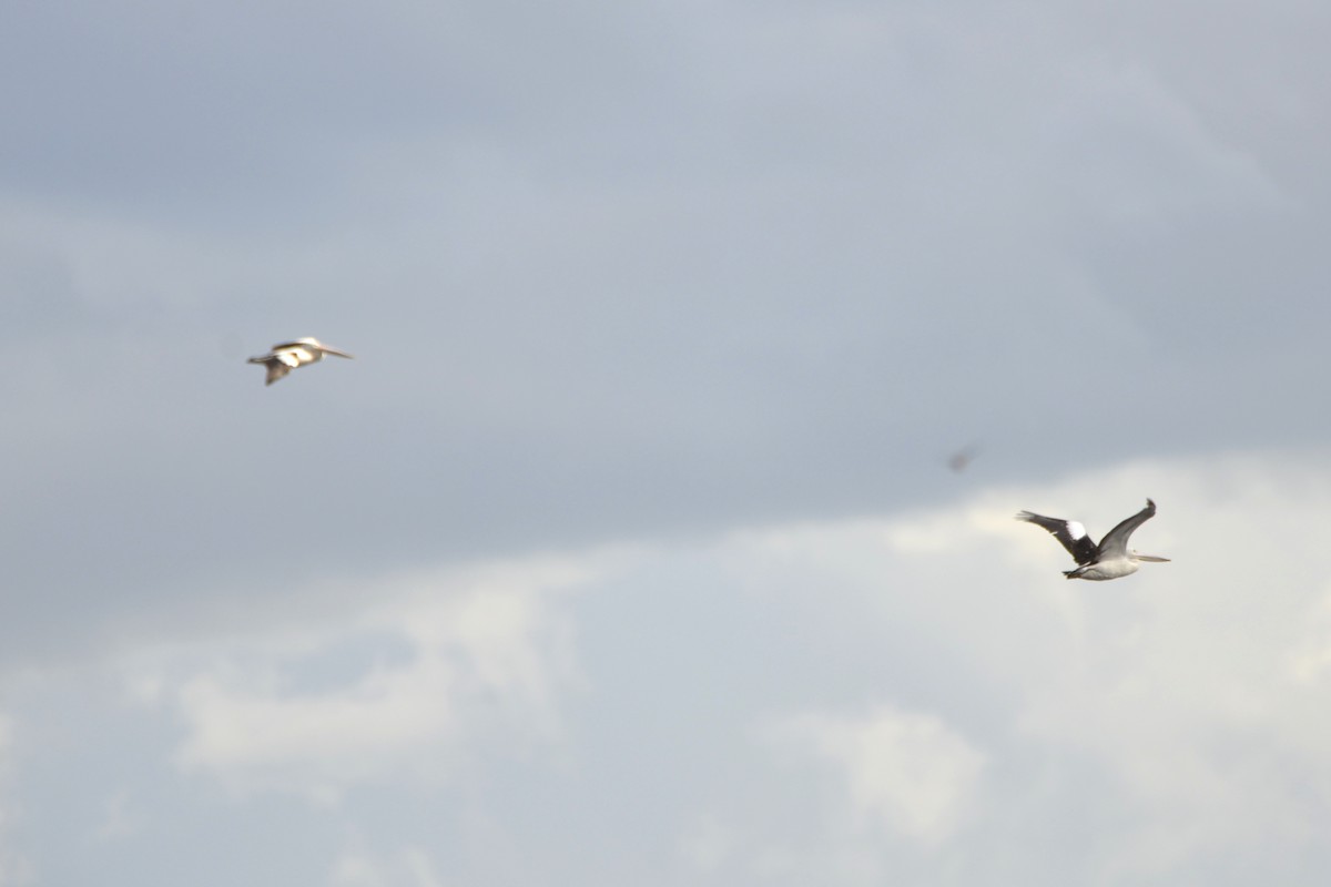 Australian Pelican - ML642099730