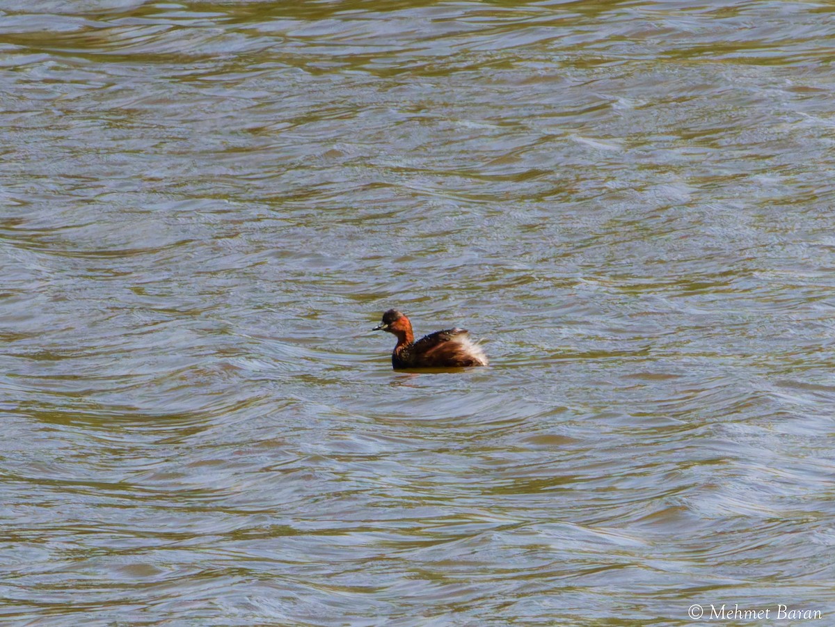 Little Grebe - ML642099733