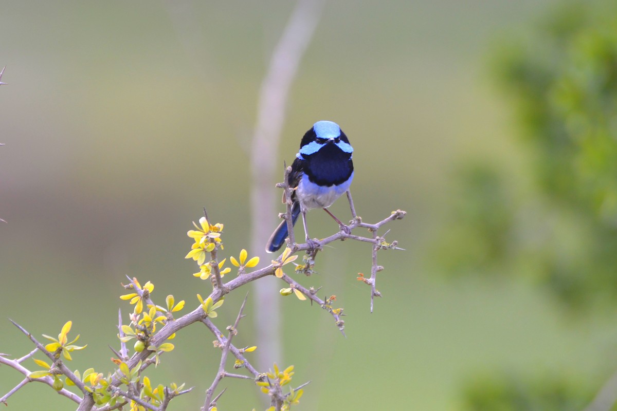 Superb Fairywren - ML642099738