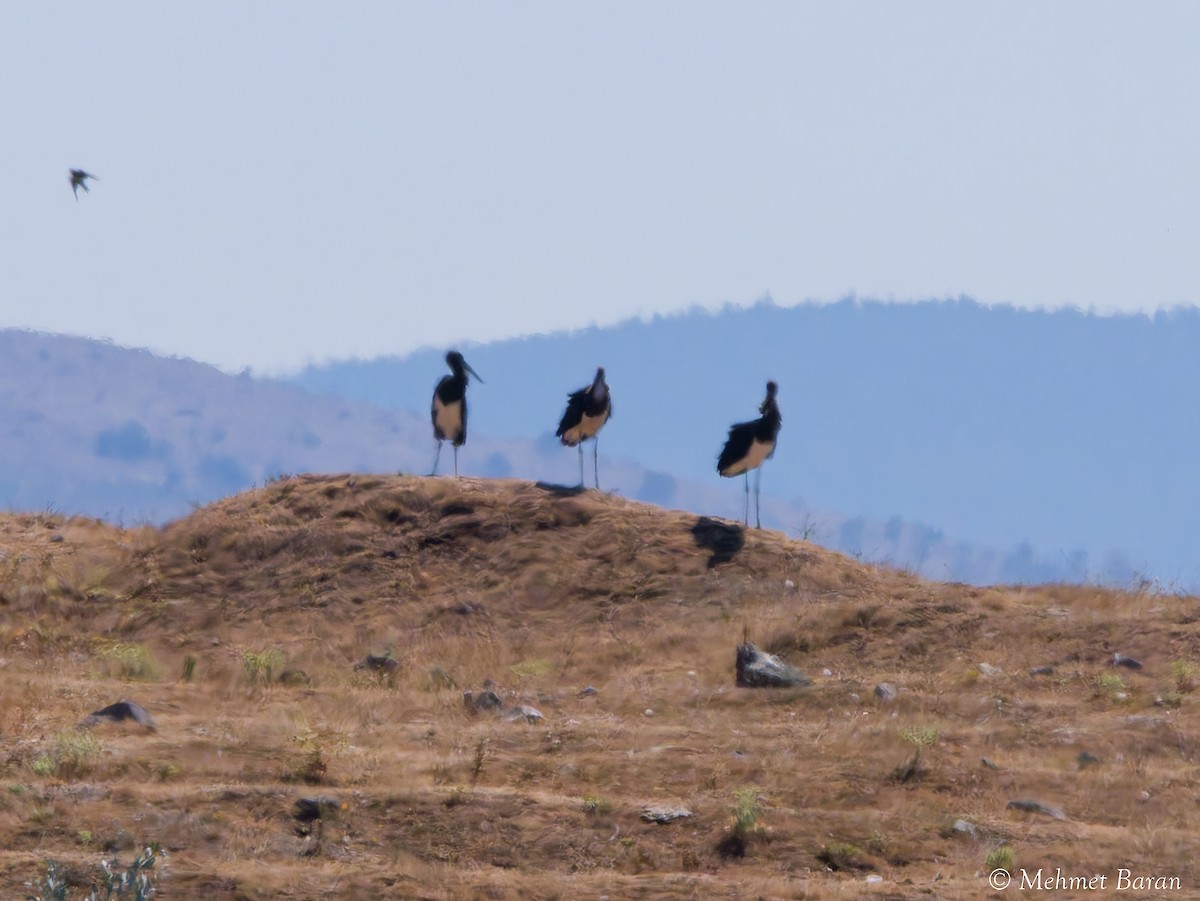 Black Stork - ML642099740