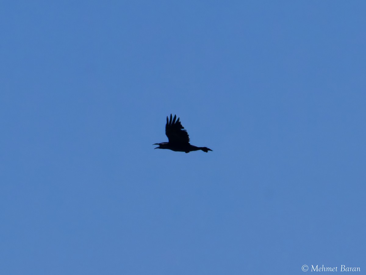 Common Raven - ML642099746