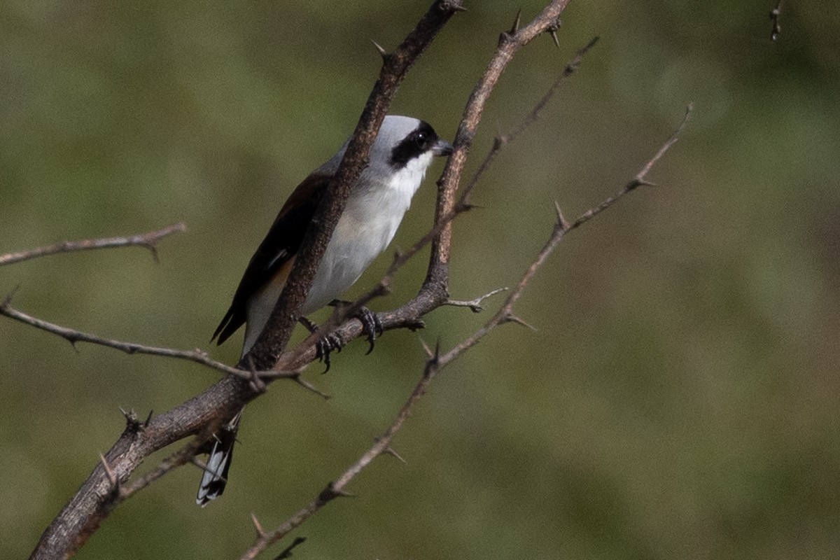Bay-backed Shrike - ML642099747