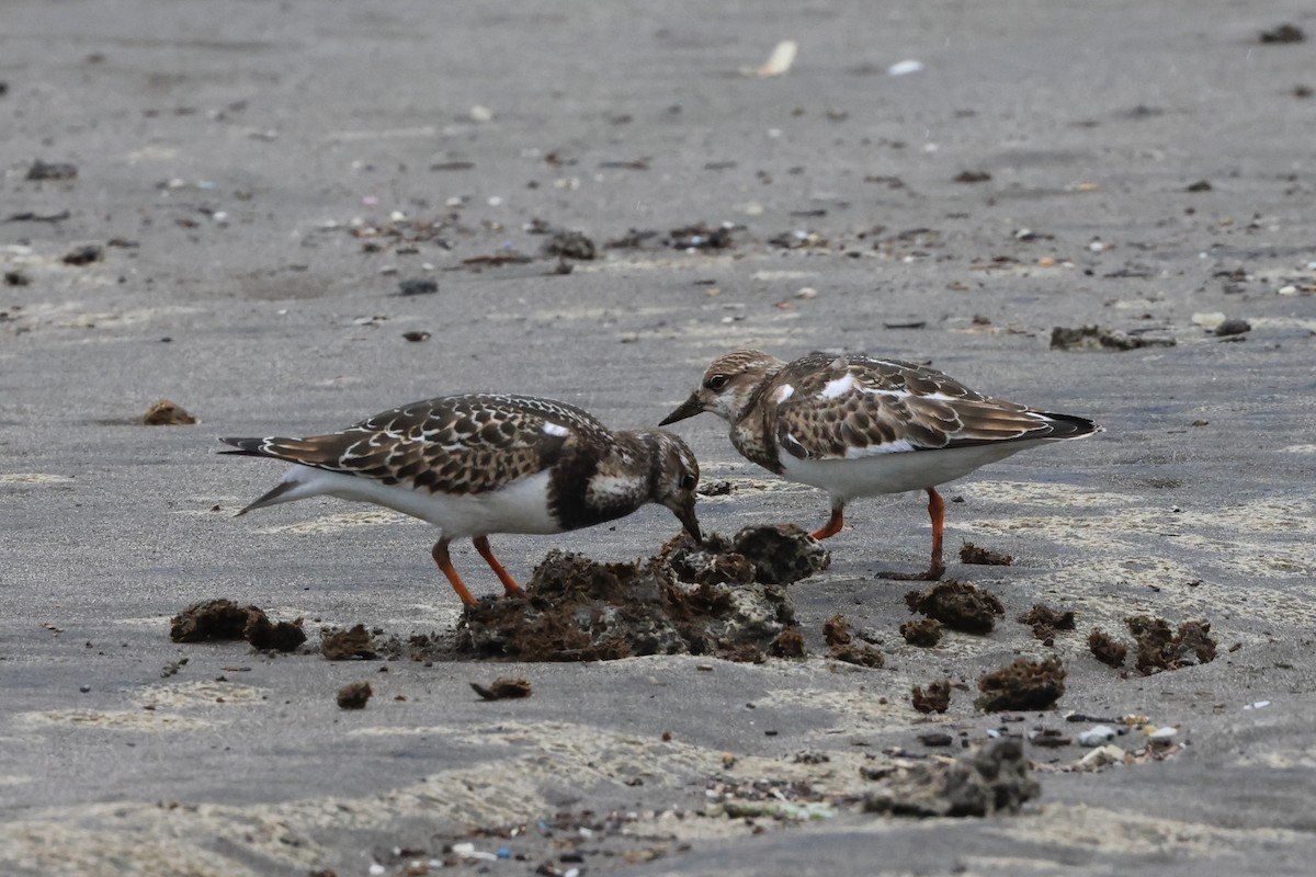 Ruddy Turnstone - ML642099761