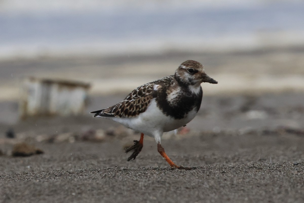 Ruddy Turnstone - ML642099762