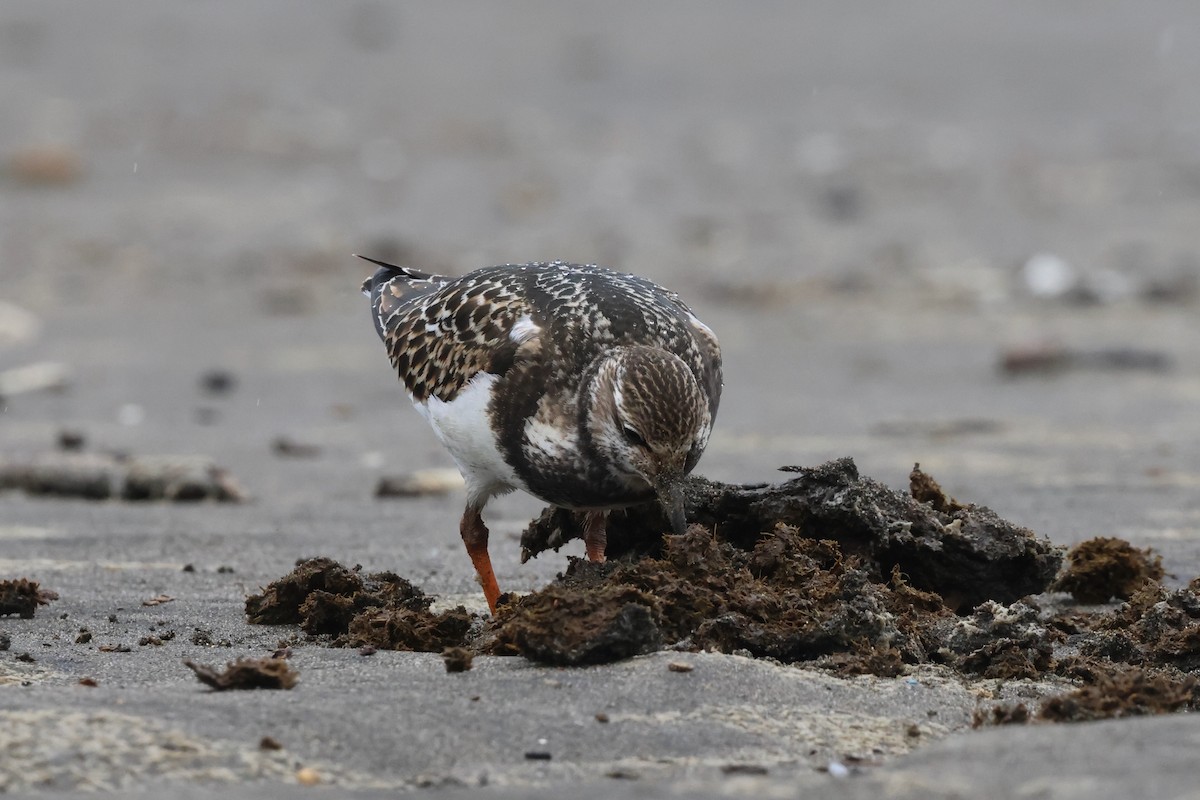 Ruddy Turnstone - ML642099763