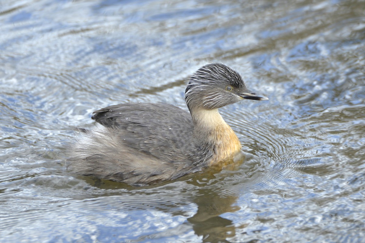 Hoary-headed Grebe - ML642099764