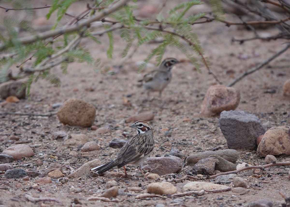 Lark Sparrow - ML642099765