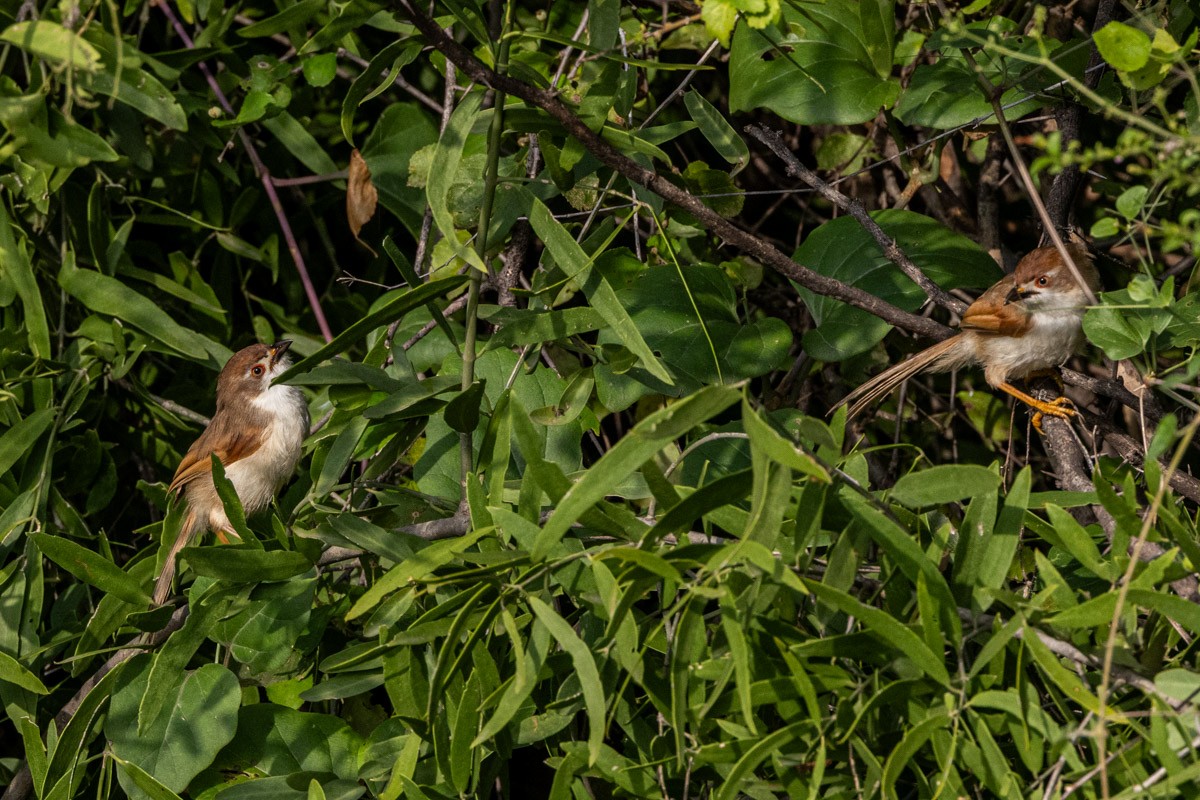 Yellow-eyed Babbler - ML642099796