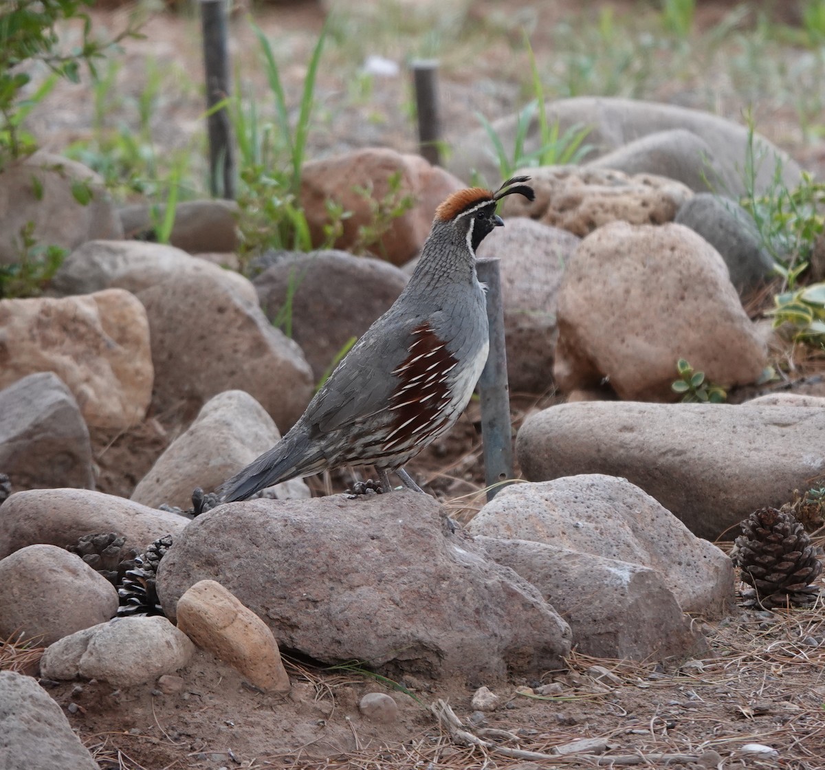 Gambel's Quail - ML642099805